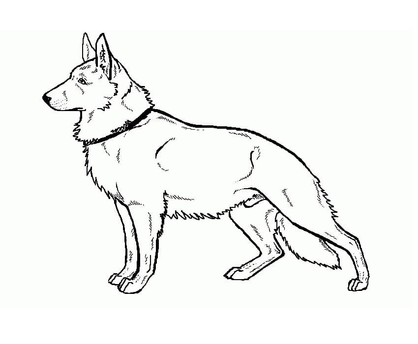 German Shepherd Coloring Page