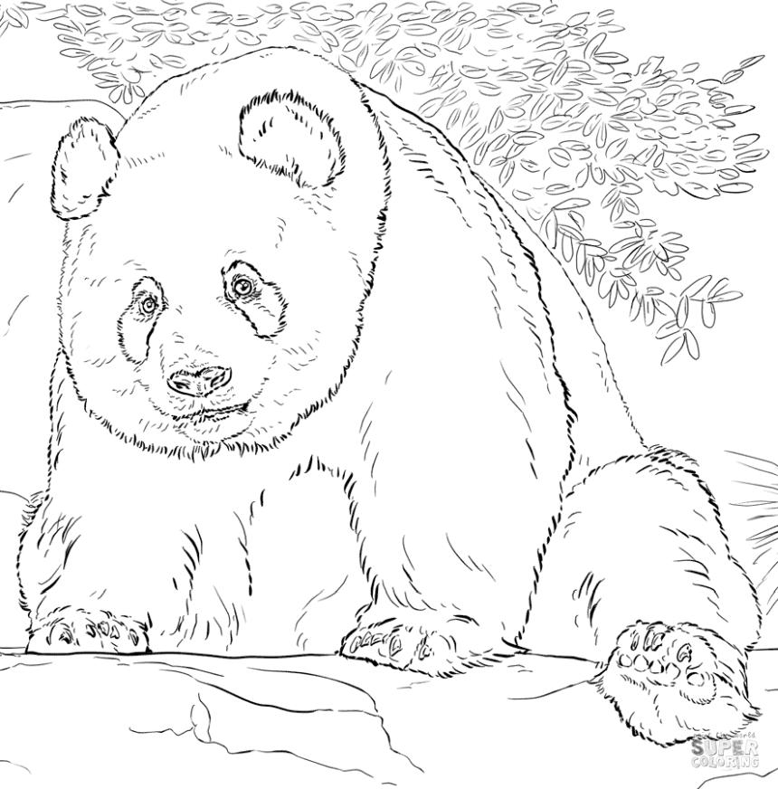Giant Panda Coloring Pages