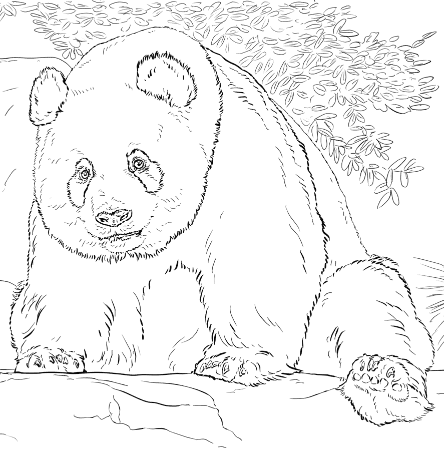 Giant Panda Coloring Page Free Printable Coloring Pages