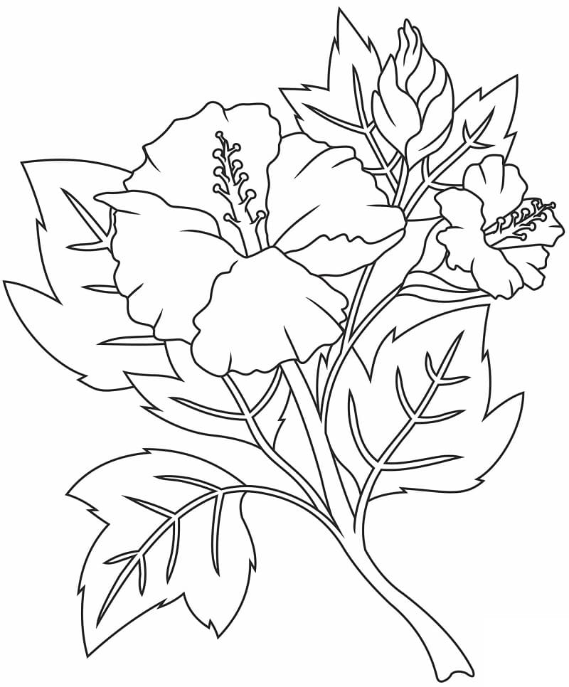 Hibiscus Flowers Coloring Page Free Printable Coloring Pages For Kids