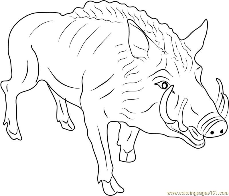 Hog Coloring Page At GetColorings Free Printable Colorings Pages 