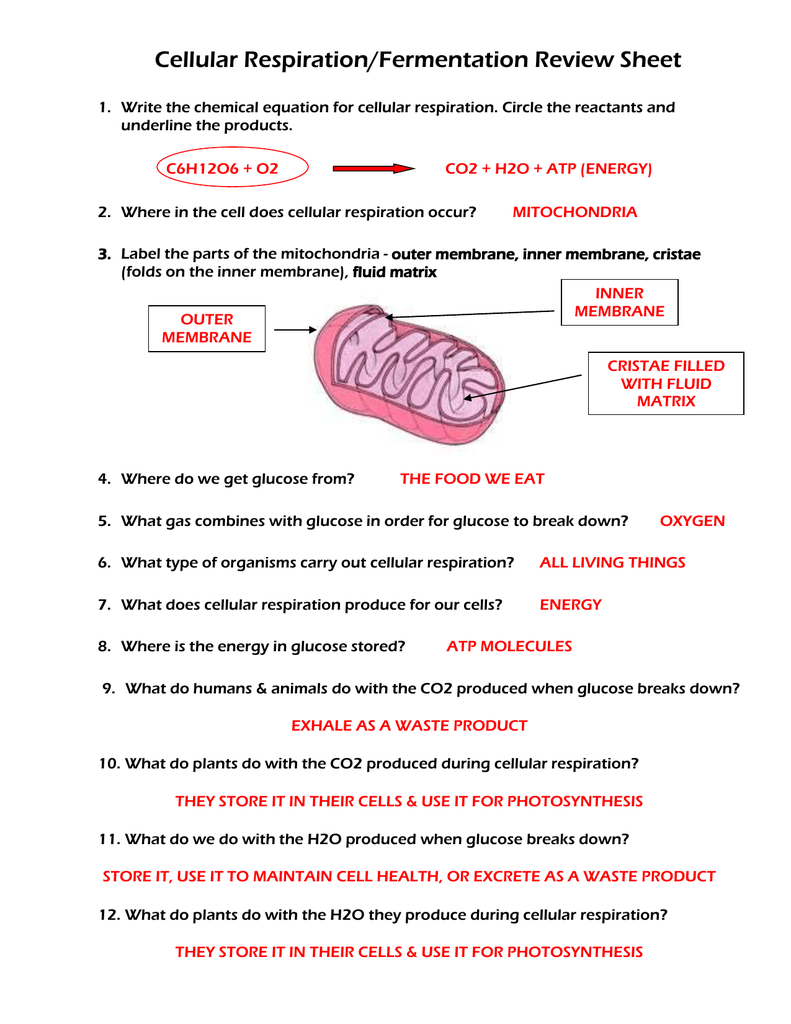 cellular respiration worksheet answers
