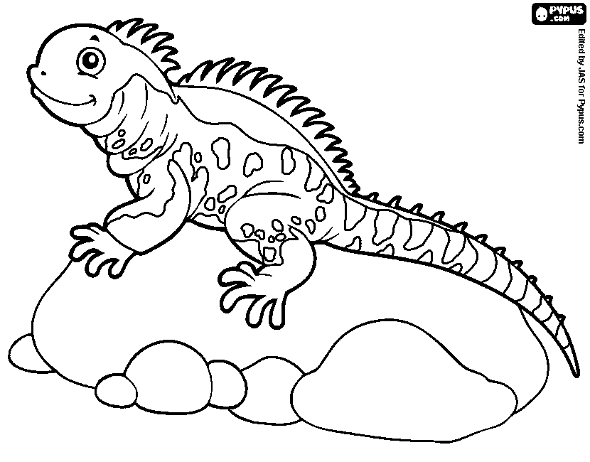 Iguana Coloring Page At GetDrawings Free Download