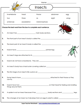 Insect Worksheets Engaging Activities For Learning About Bugs 