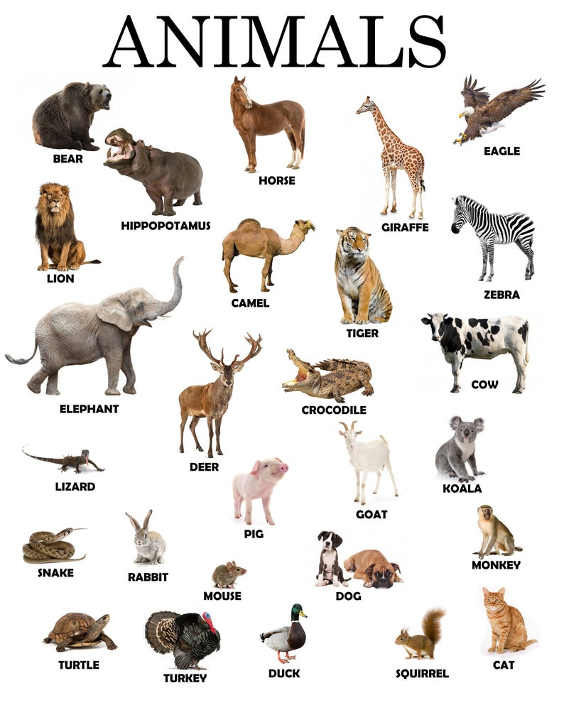 Instant Download Printable Animals Educational Poster Montessori 