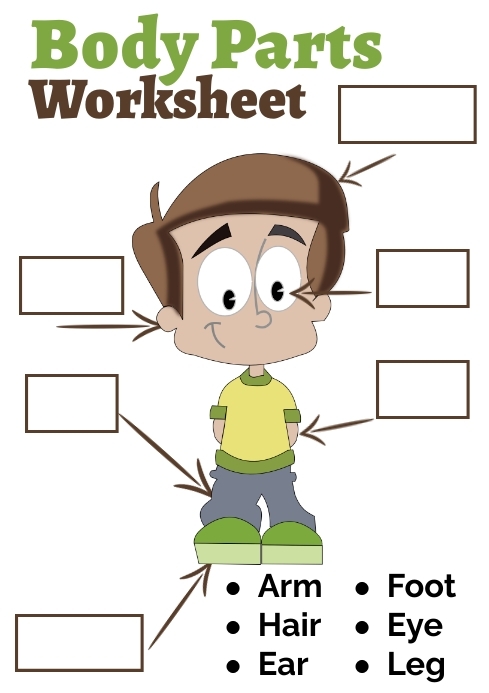 body parts worksheet for kindergarten