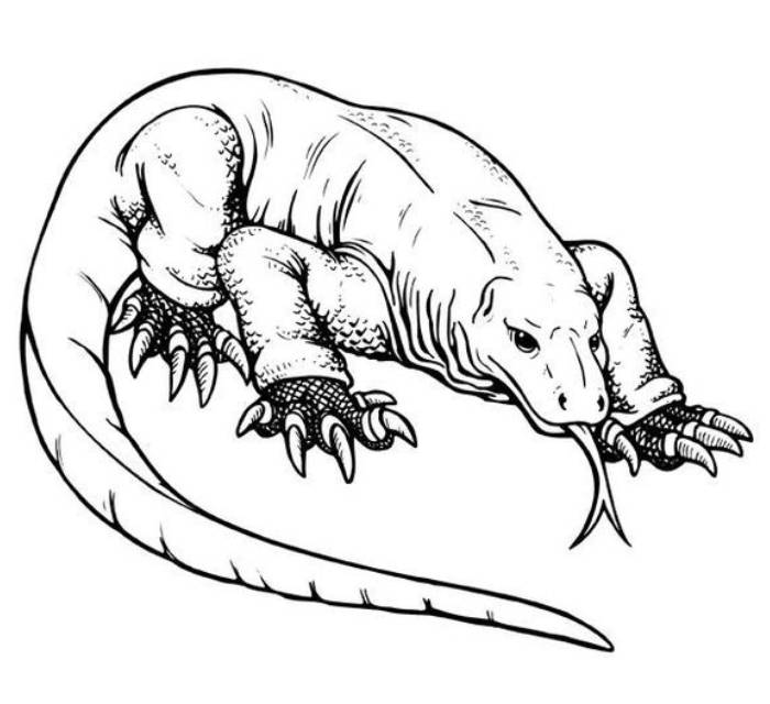 Komodo Dragon Coloring Page