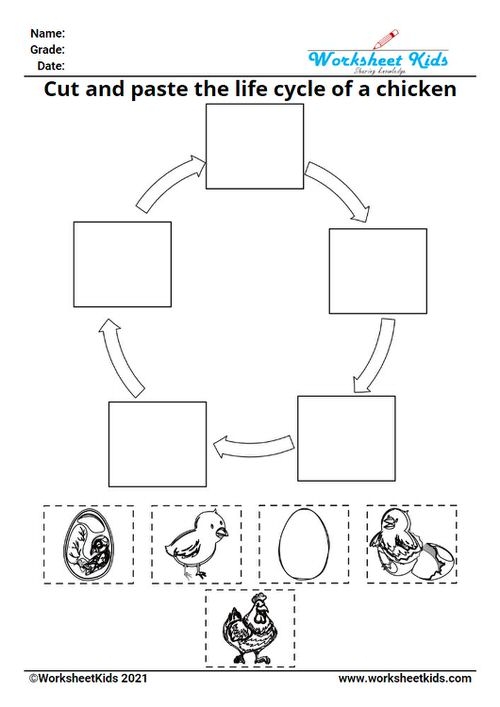 chick life cycle worksheet