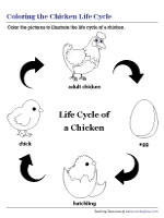 chicken life cycle worksheet