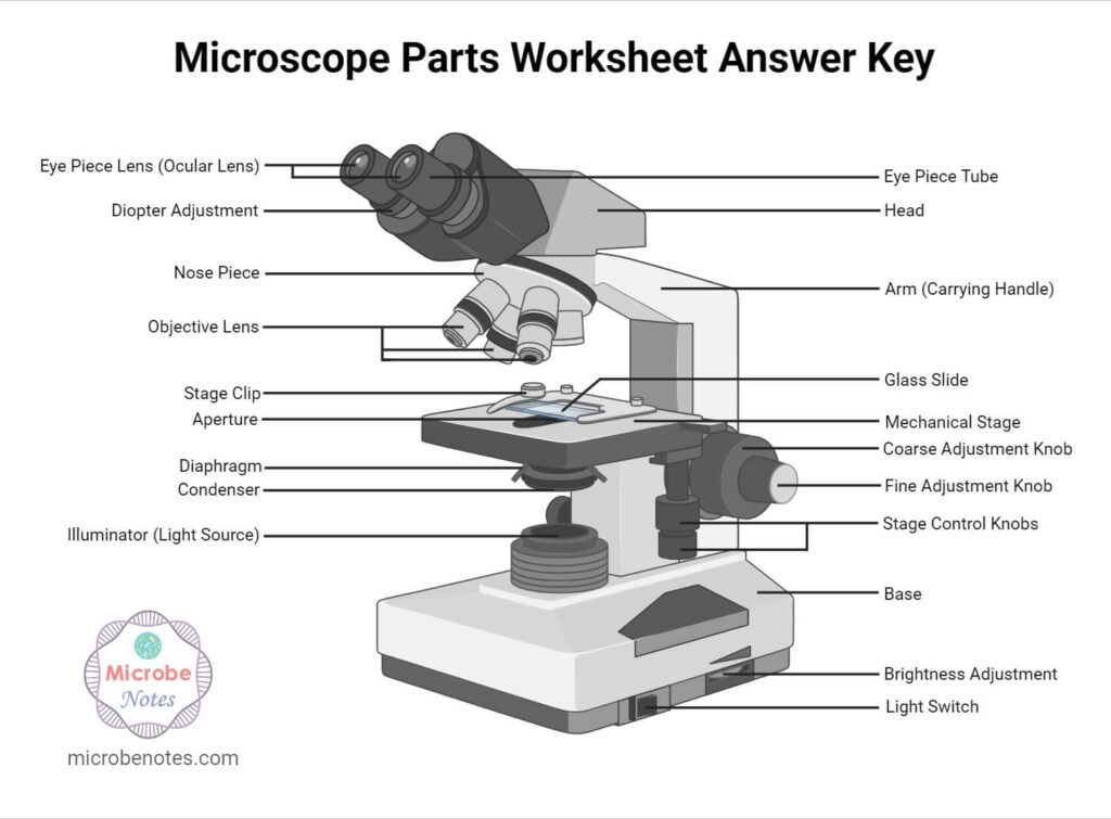 worksheet parts microscope