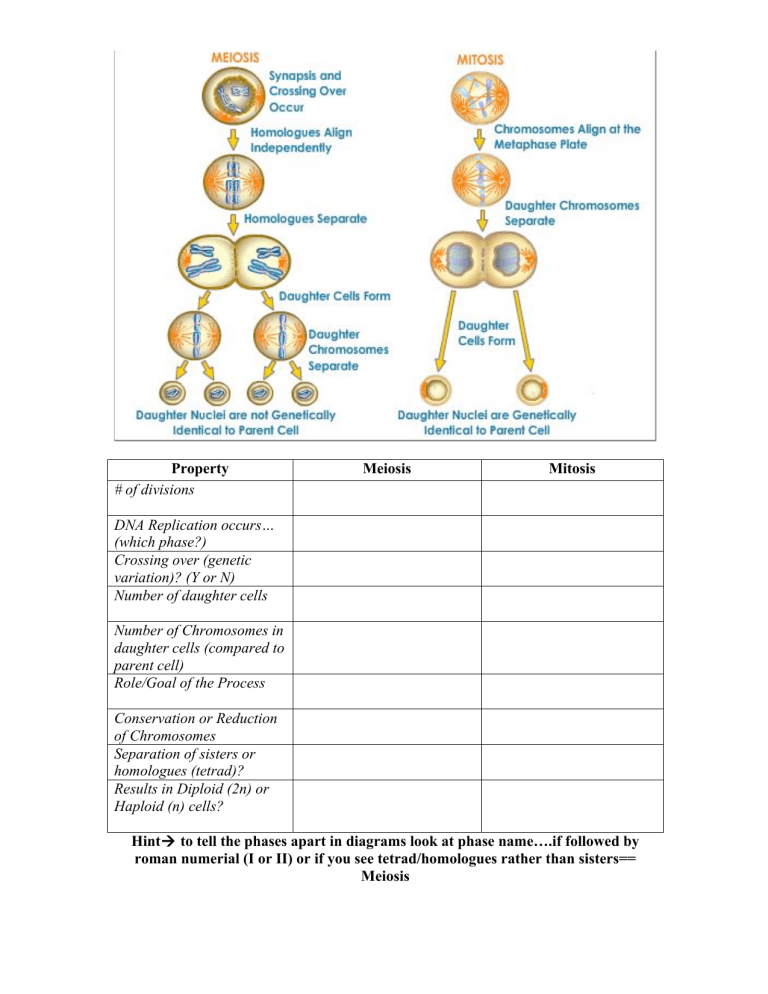 Mitosis Meiosis Comparison Worksheet Engaging Worksheet Activities