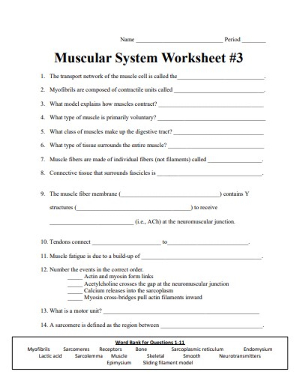 Muscle Labeling Activity For Older Learners teacher Made Worksheets
