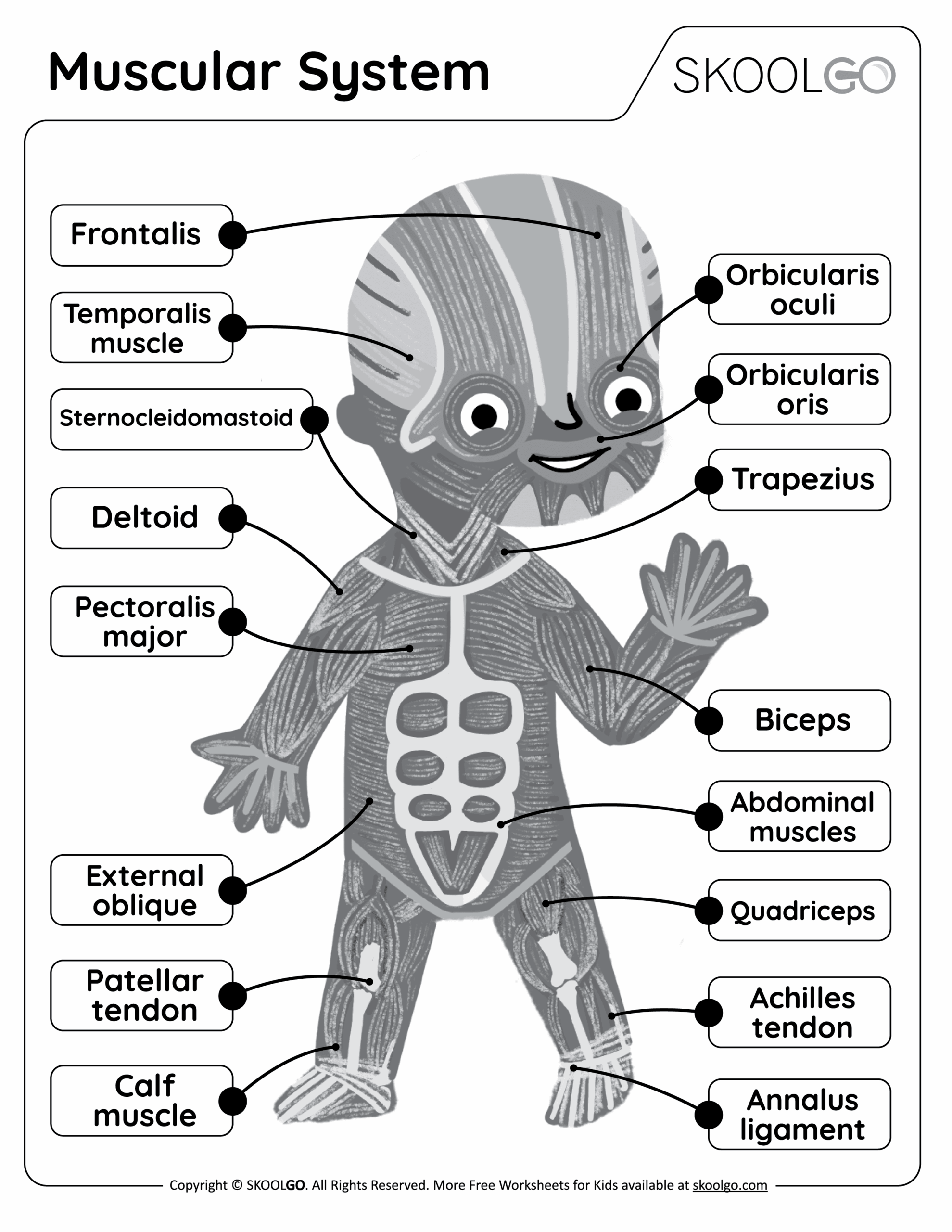worksheet on muscular system
