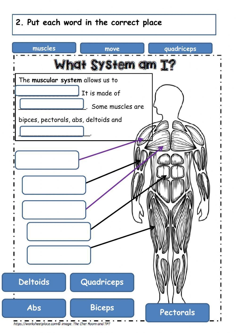 Muscular System Live Worksheets Worksheets Library