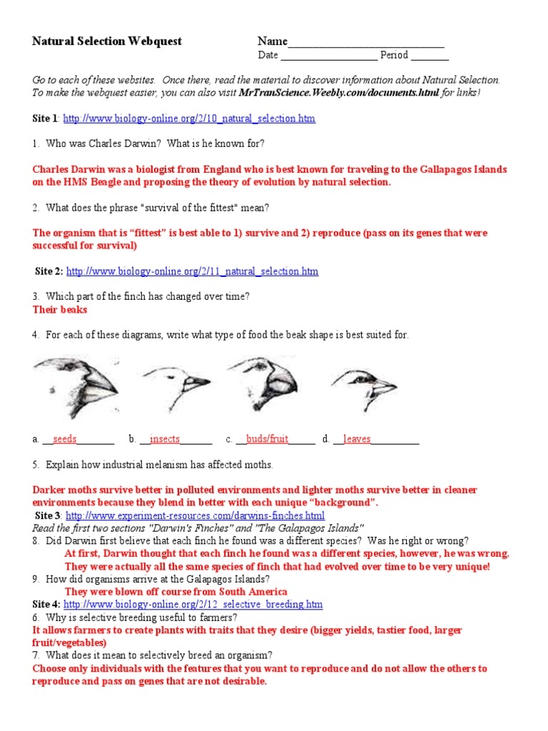 Natural Selection Webquest Answers PDF Natural Selection 