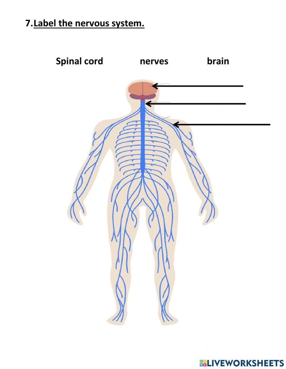 worksheet on the nervous system