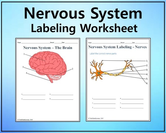 Nervous System Labeling Worksheet Science Editable DIGITAL 