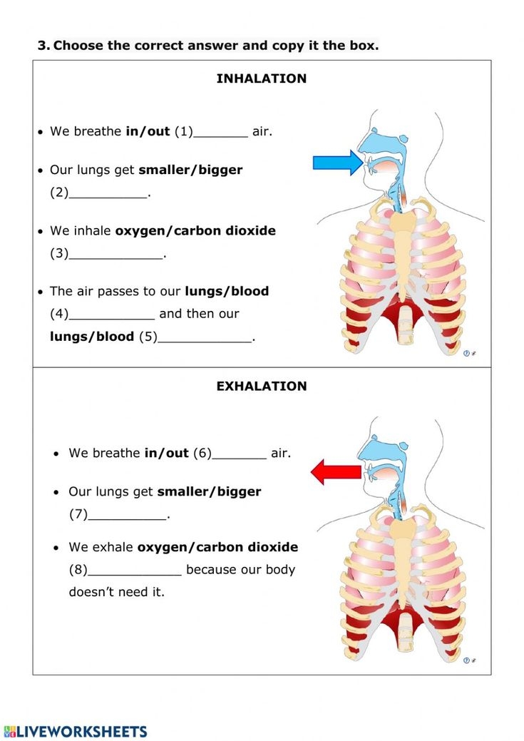 NUTRITION 3 Respiratory System Interactive Worksheet Respiratory