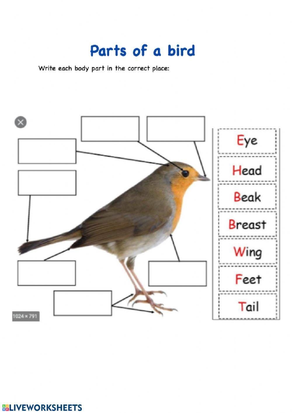Parts Of A Bird Worksheet Live Worksheets Worksheets Library