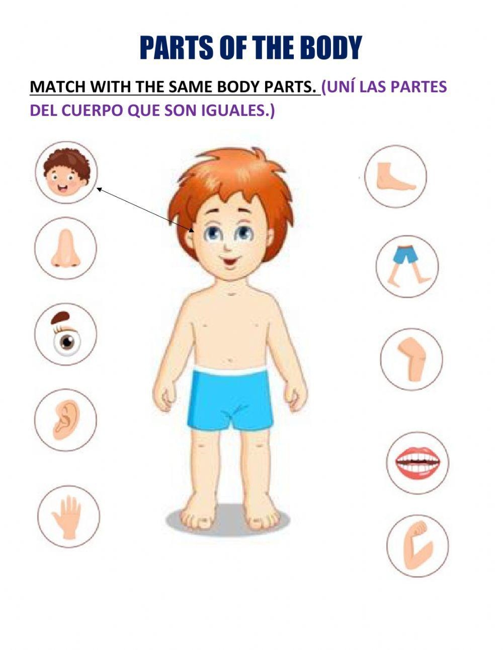 Parts Of The Body Online Exercise For KINDERGARTEN Live Worksheets 