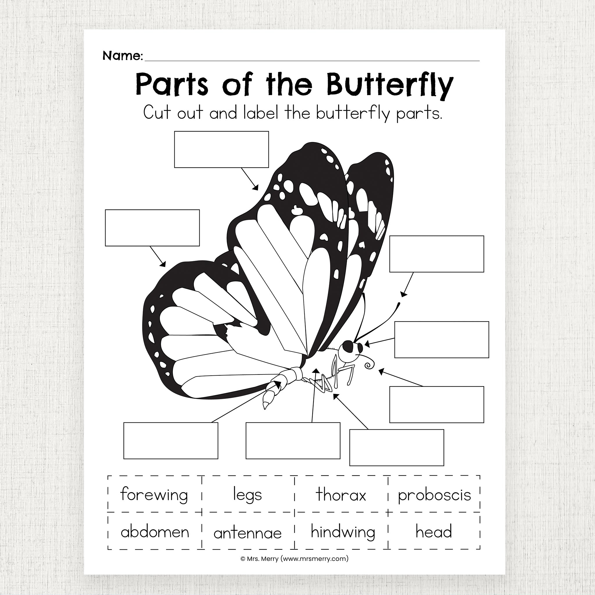 butterfly worksheet
