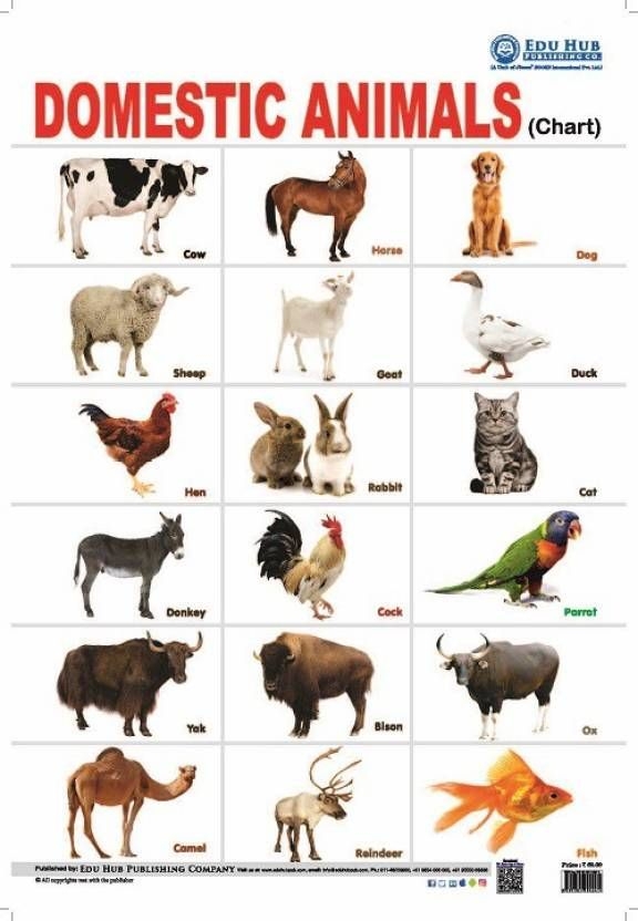 free printable pictures of domestic animals