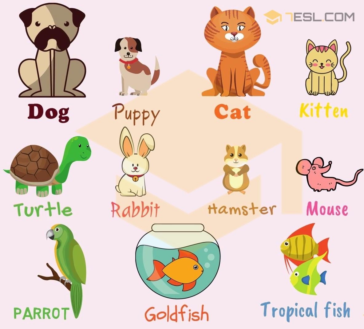 Pet Animals List With Pictures Pdf There Are Numerous Lists Online Of 