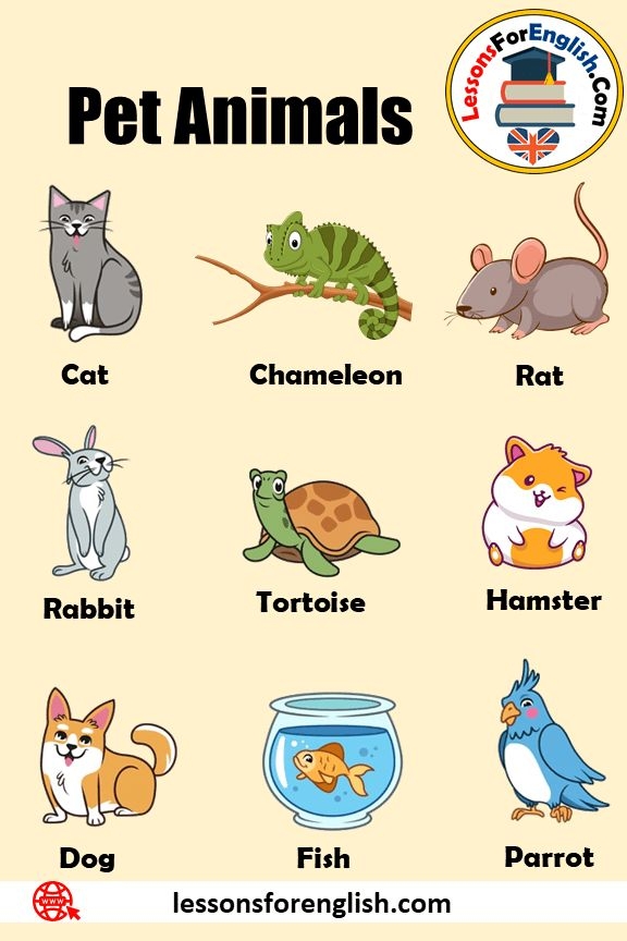 Pet Animals Name List With Picture