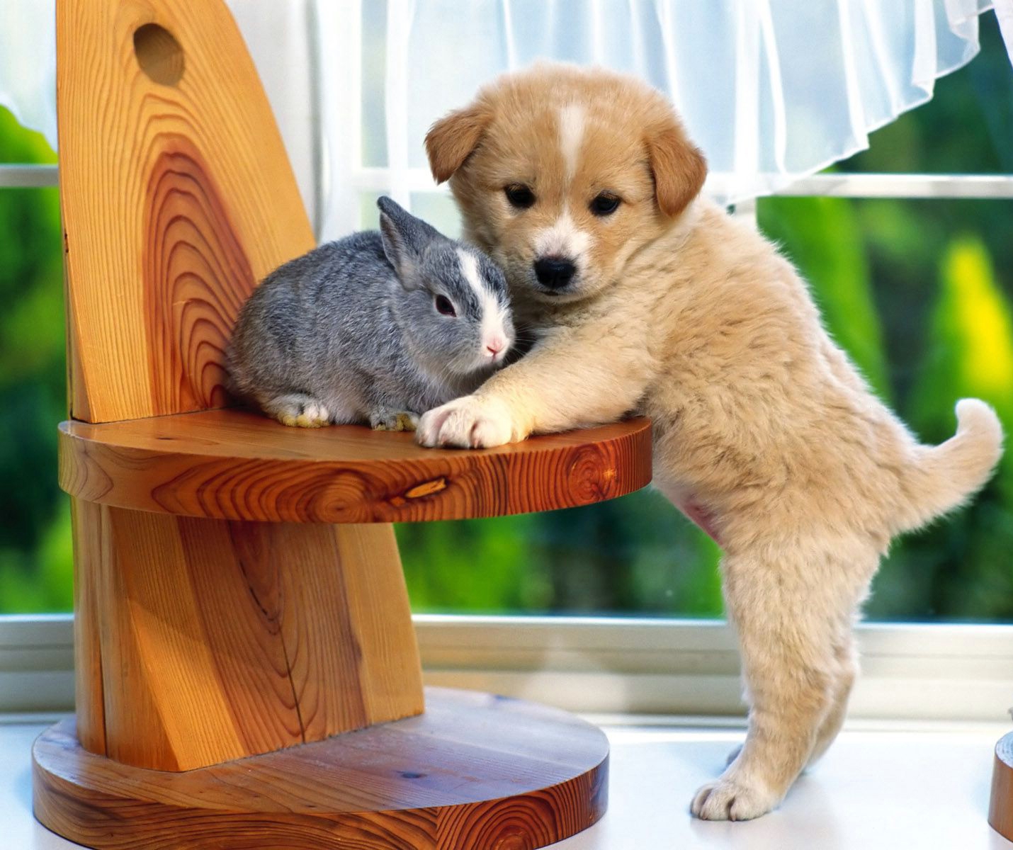 PET ANIMALS PHOTOS PET ANIMALS PHOTOS