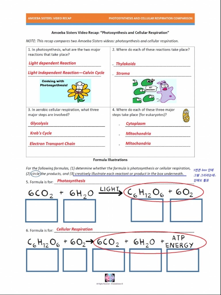 Photosynthesis And Cellular Respiration PDF Biology Organisms 