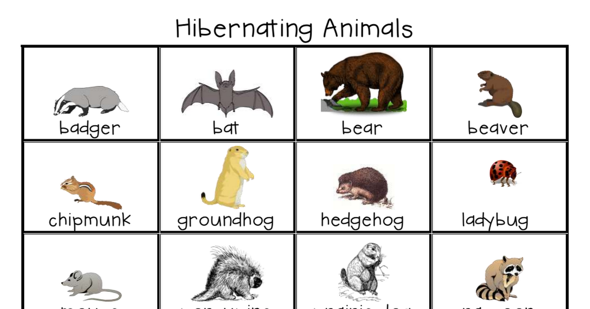 Printable Pictures Of Animals That Hibernate Printable Pictures