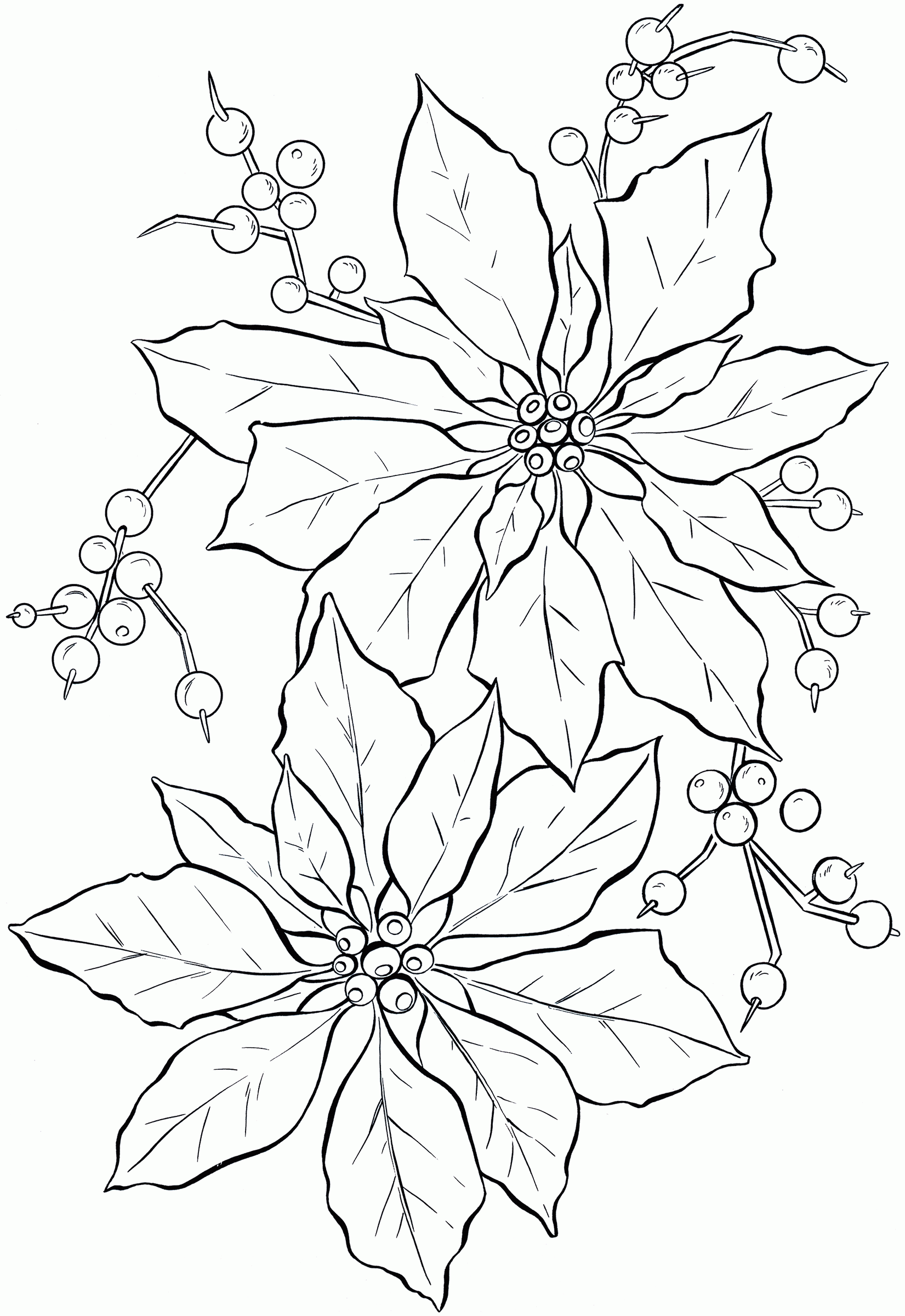 Printable Poinsettia Template Coloring Home