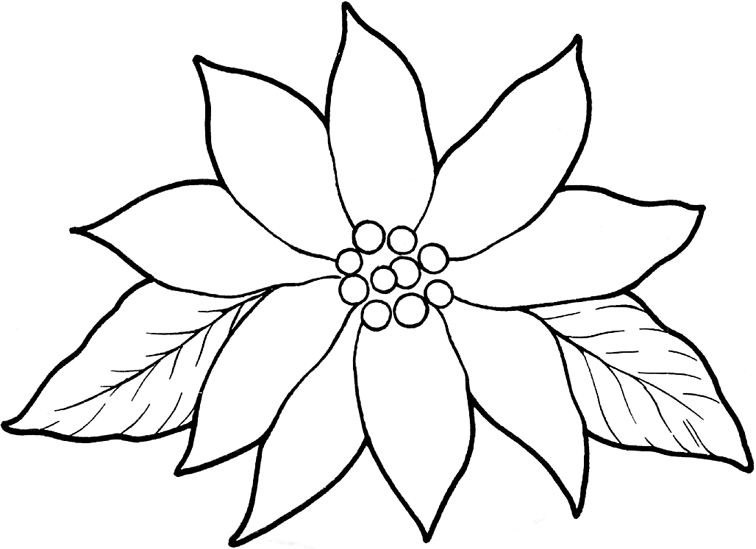 Printable Poinsettia Template Coloring Home