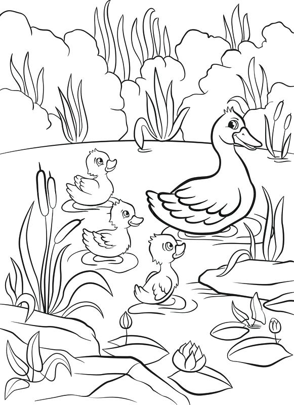 Printable Pond Animals