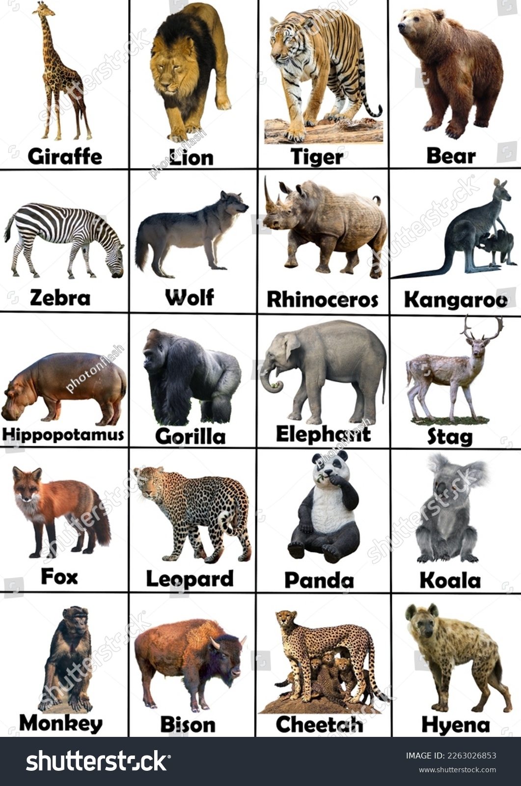 Printable Wild Animals Sheet Kids Stock Illustration 2263026853