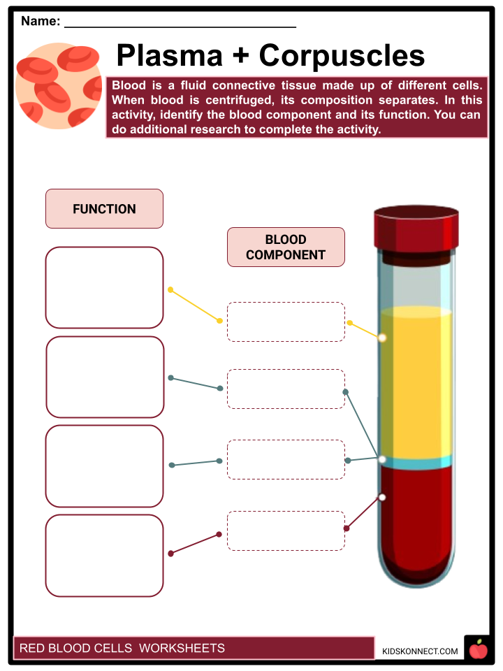 Red Blood Cells Worksheets Structure Function Diseases Worksheets