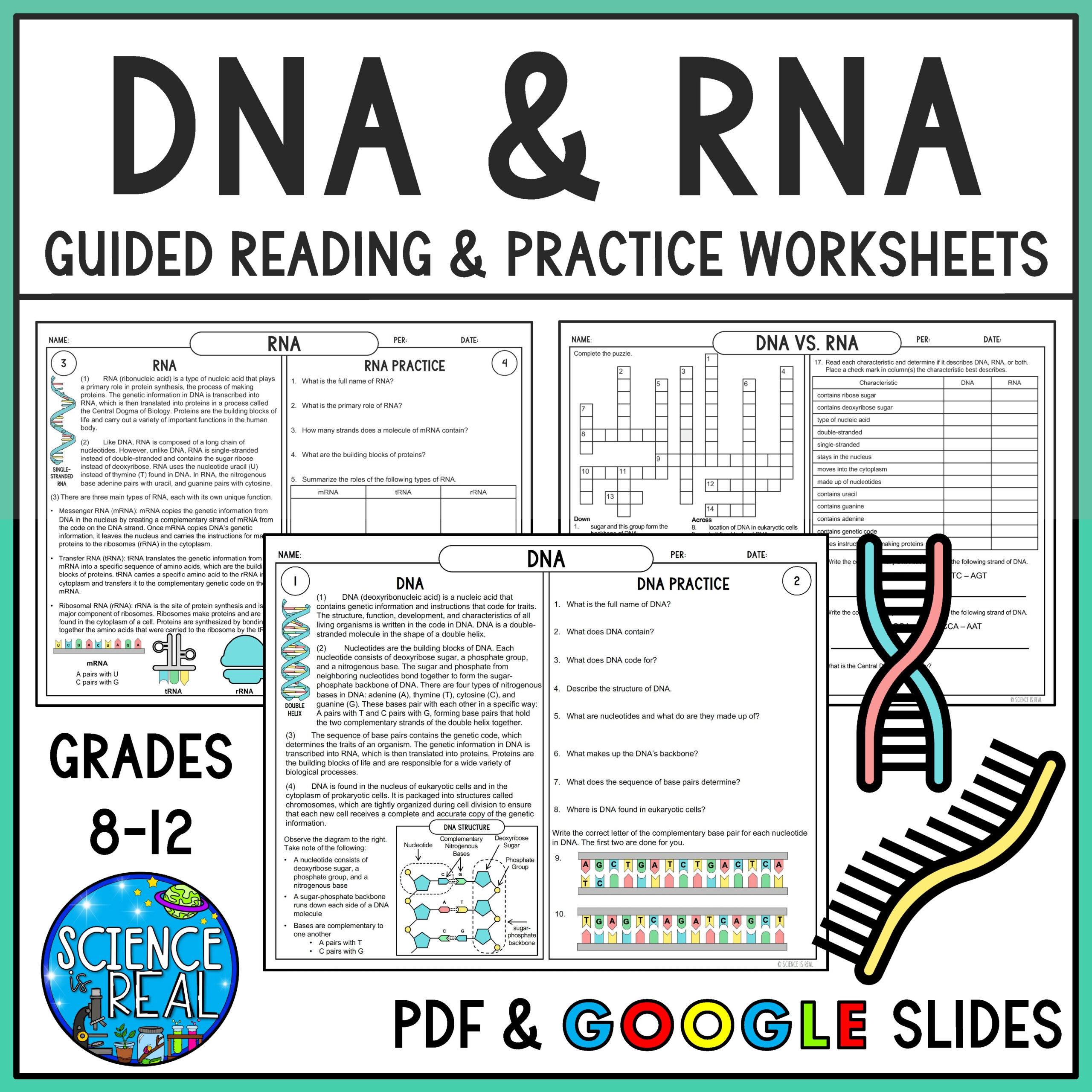 worksheet dna
