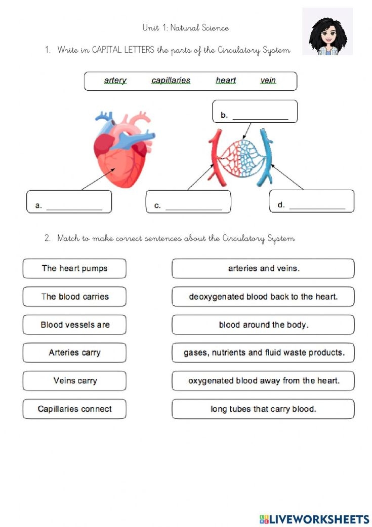 Respiratory System And Circulatory System Online Activity For GRADE 4 