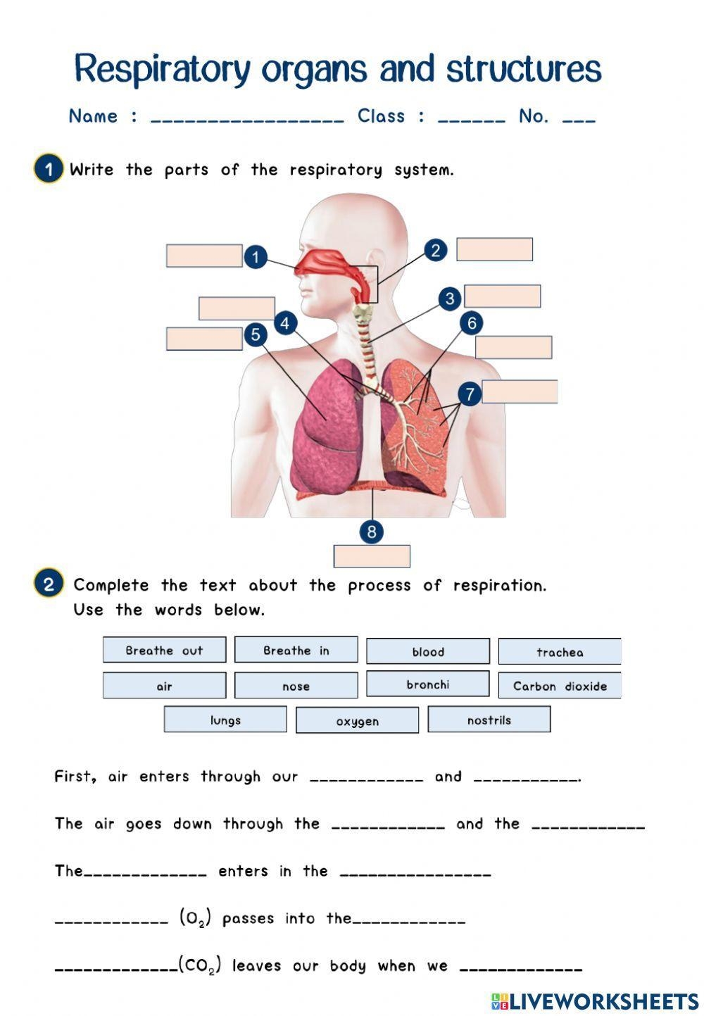 worksheets on the respiratory system