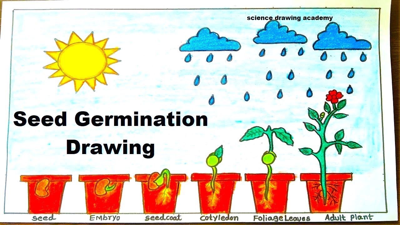 Seed Germination Drawing Easy Step by Step Guide