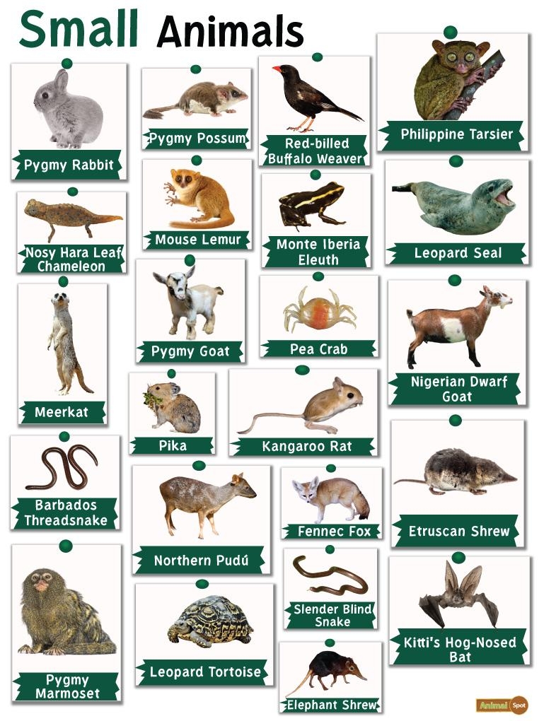 Small Animals List Facts And Pictures