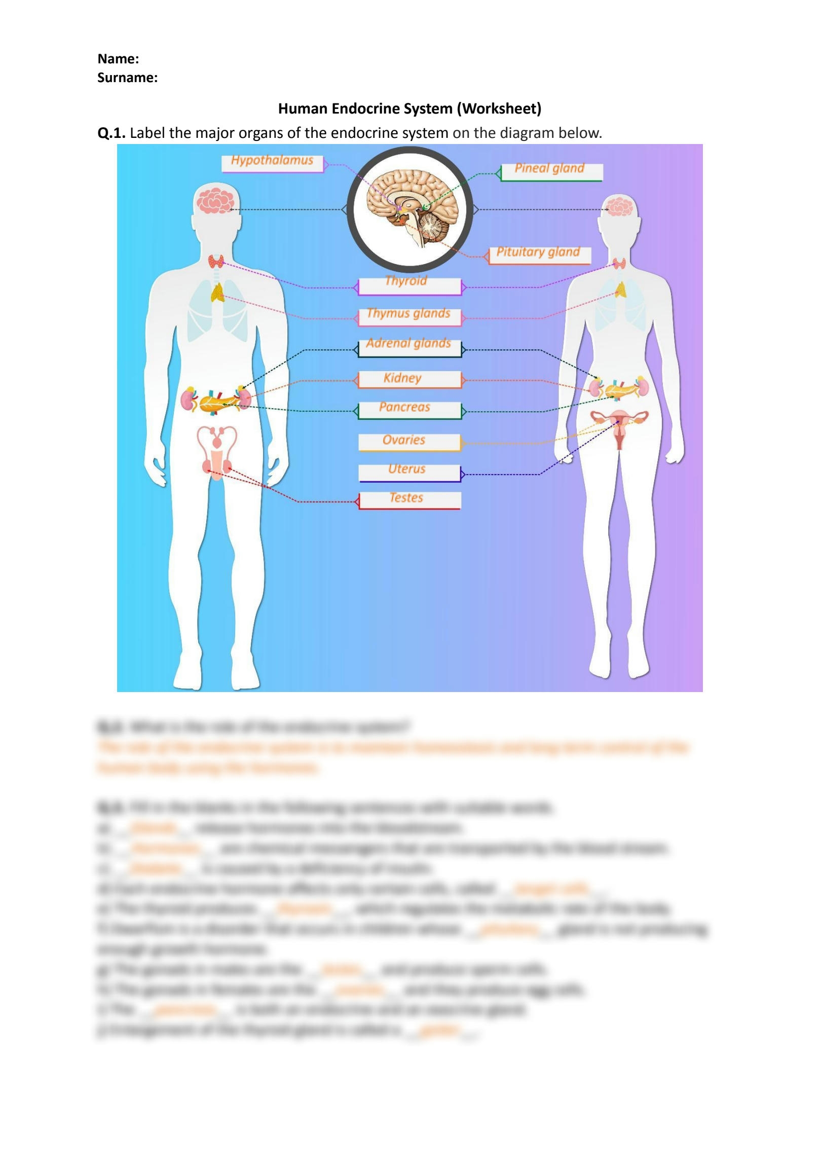 worksheet for endocrine system