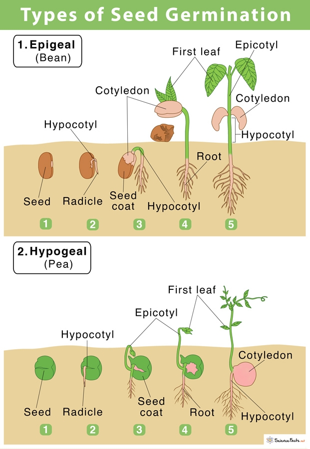 Stages Of Seed Germination Worksheet Printable Calendars AT A GLANCE