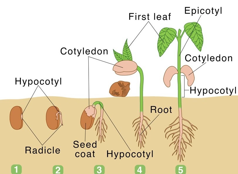 stages of seed germination worksheet