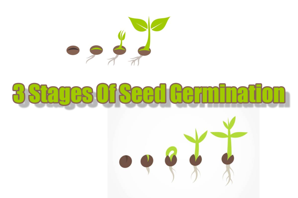 Stages Of Seed Germination Worksheet