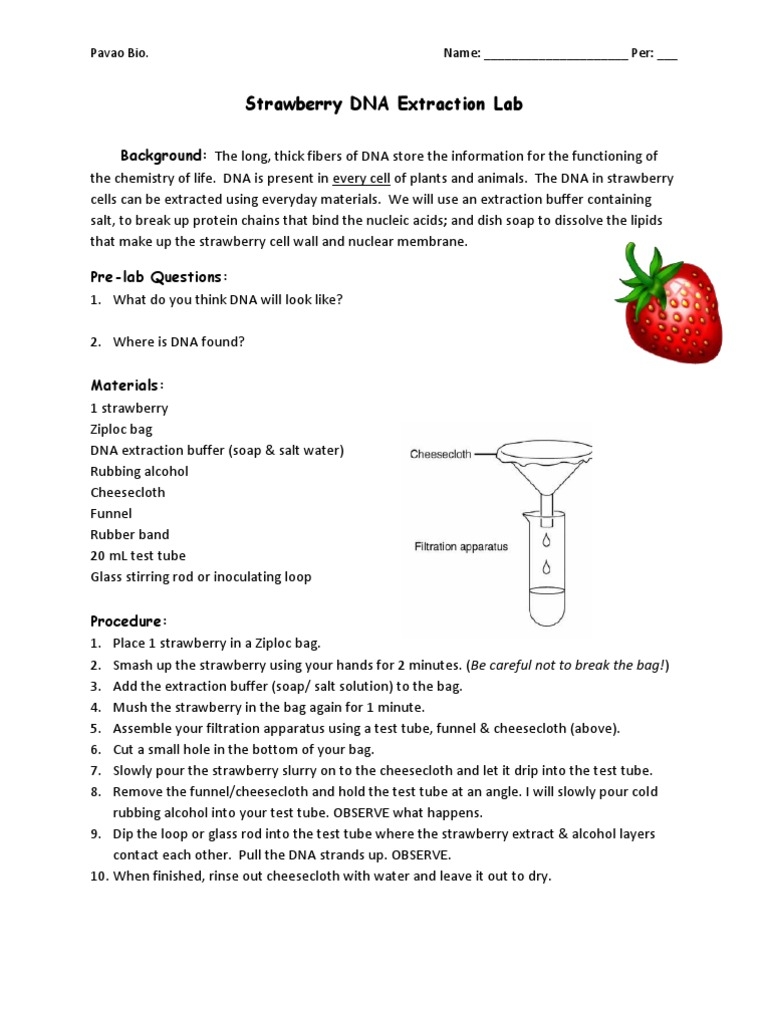Strawberry DNA Lab PDF Dna Cell Biology Worksheets Library