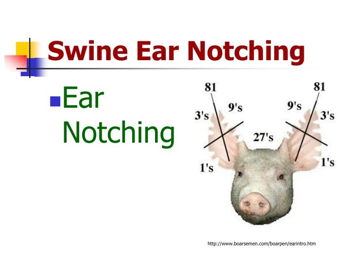 swine ear notching worksheet