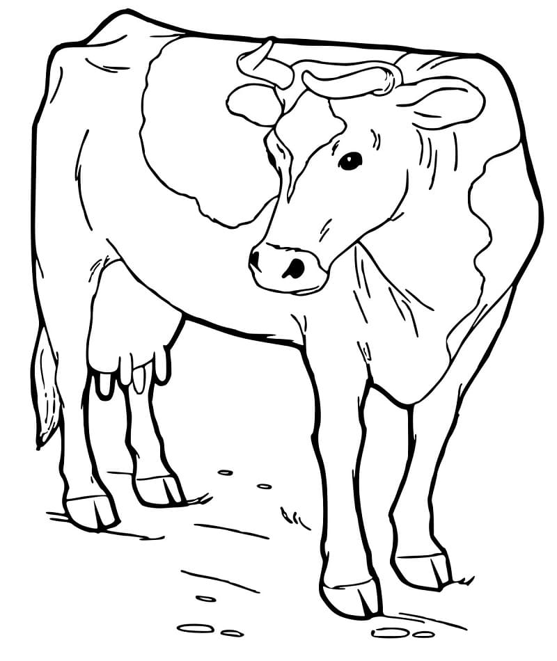 Texas Longhorn Cow Coloring Page Free Printable Coloring Pages For Kids
