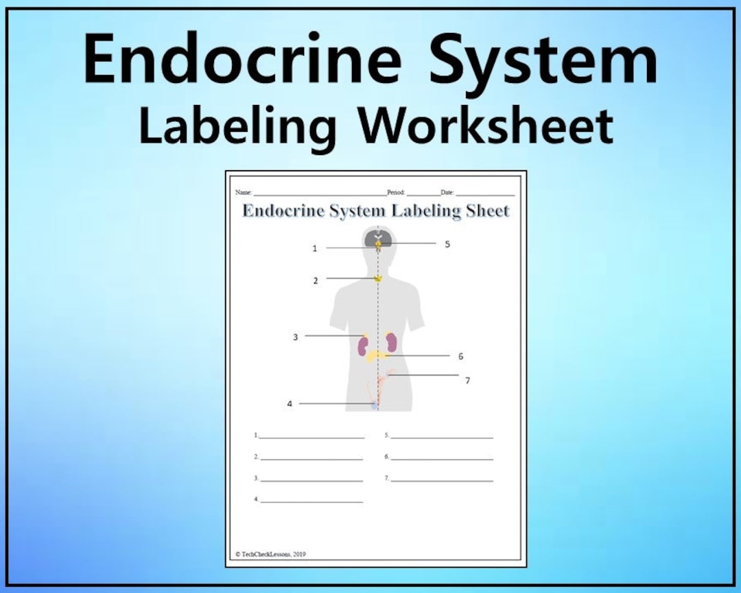 The Endocrine System And Reproduction 8th Grade Science Worksheets 