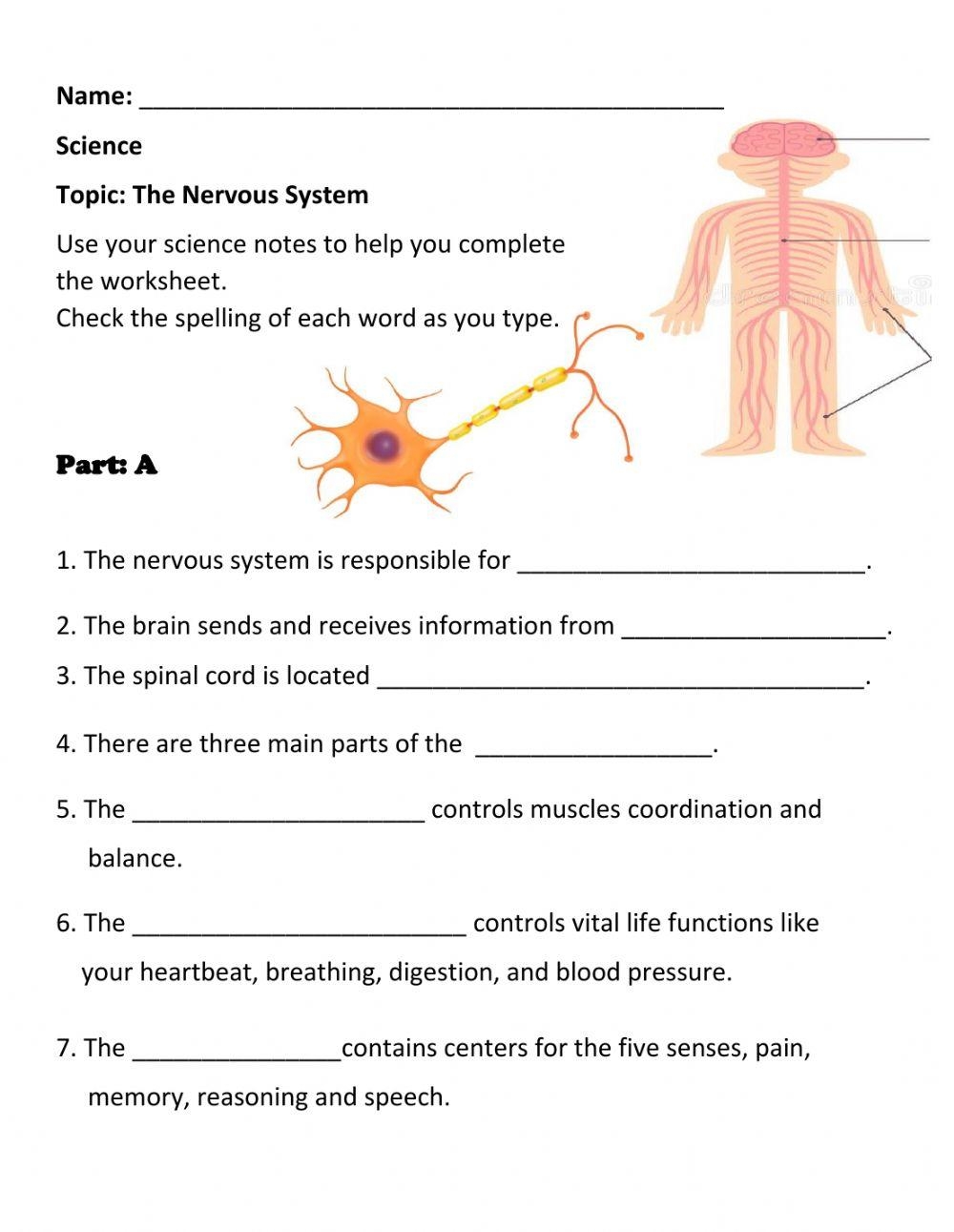 The Nervous System Natural Science Worksheet Live Worksheets 